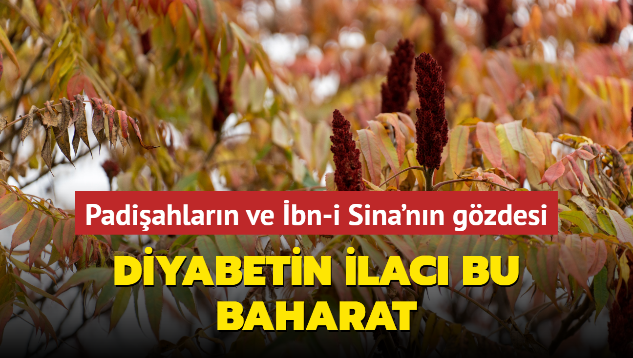 Diyabetin ilac bu baharat! Hem padiahlarn hem de bn-i Sina'nn gzdesi