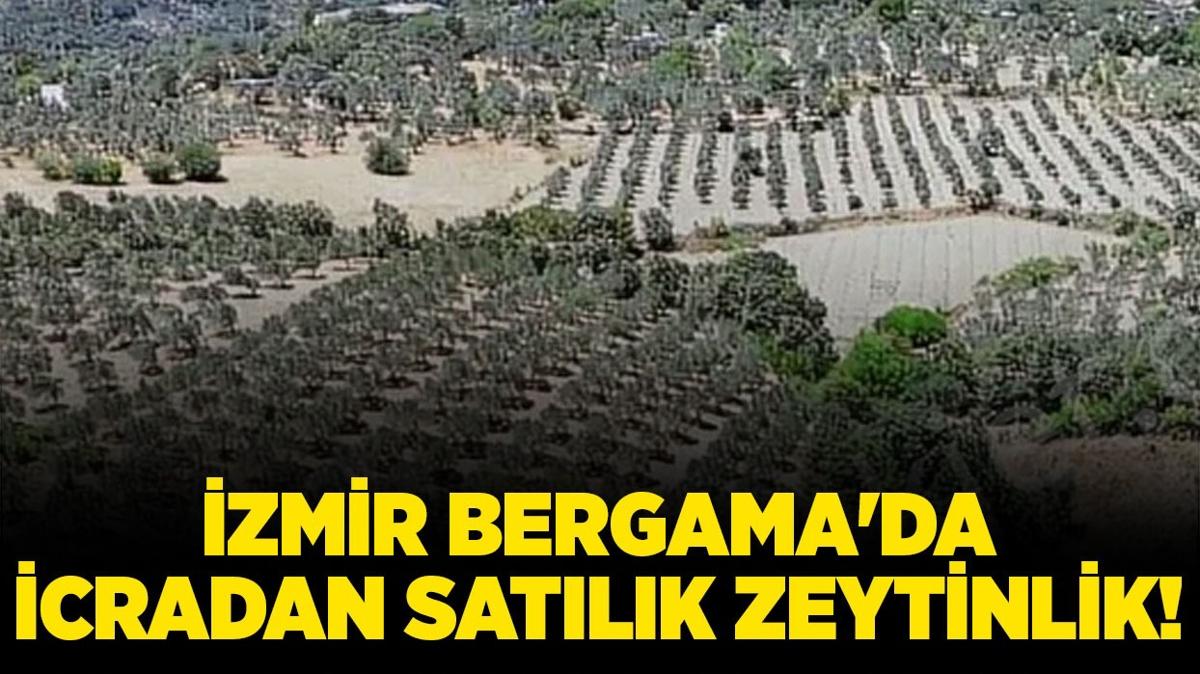 zmir Bergama'da icradan satlk 8775 metrekare zeytinlik!