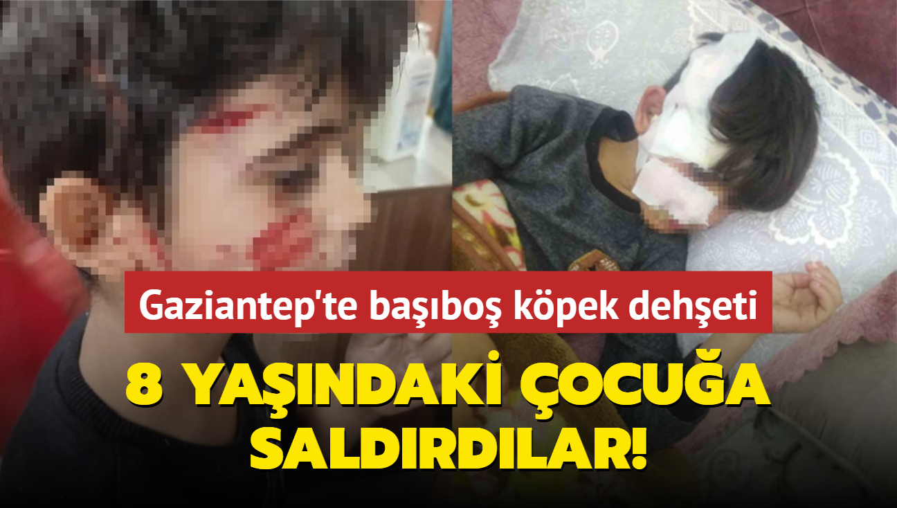 Gaziantep'te babo kpek deheti... 8 yandaki ocua saldrdlar!