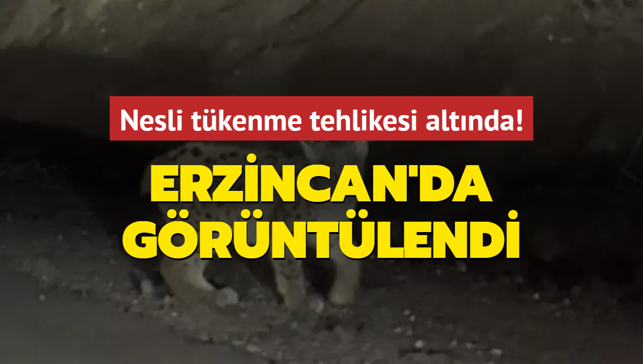 Nesli tkenme tehlikesi altnda! Erzincan'da grld