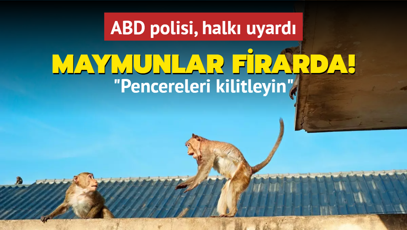 Maymunlar firarda! ABD polisi, halk uyard: Pencereleri kilitleyin