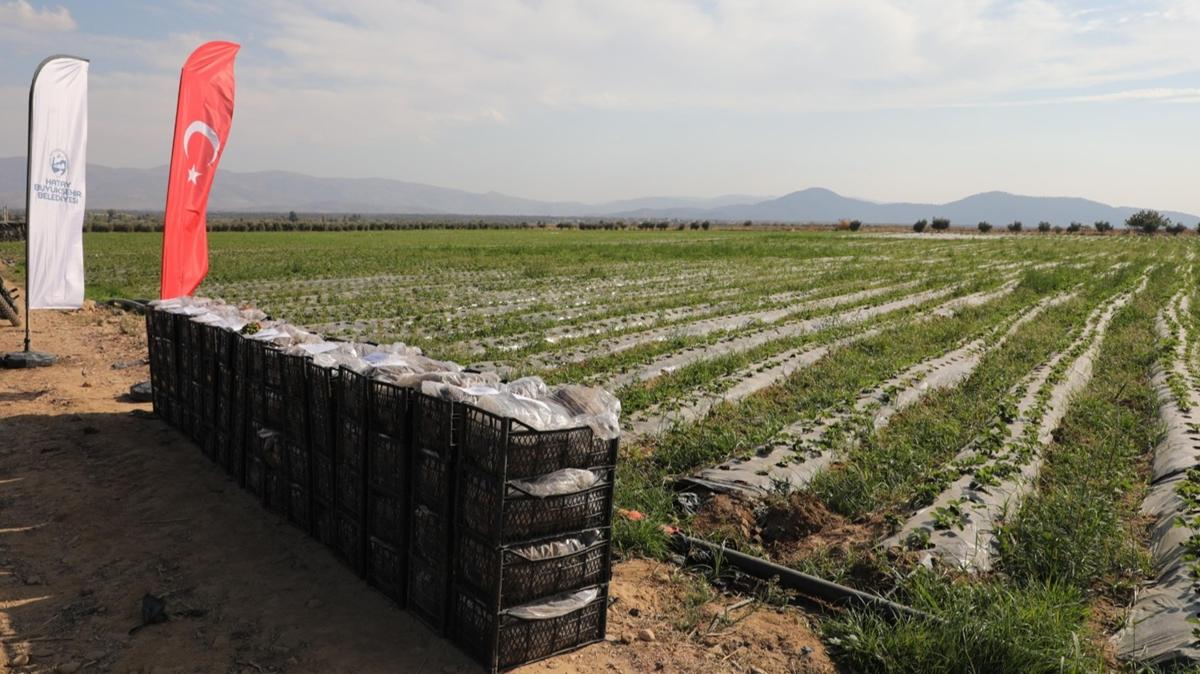 Hatay'da depremzede iftilere 500 bin ilek fidesi datld