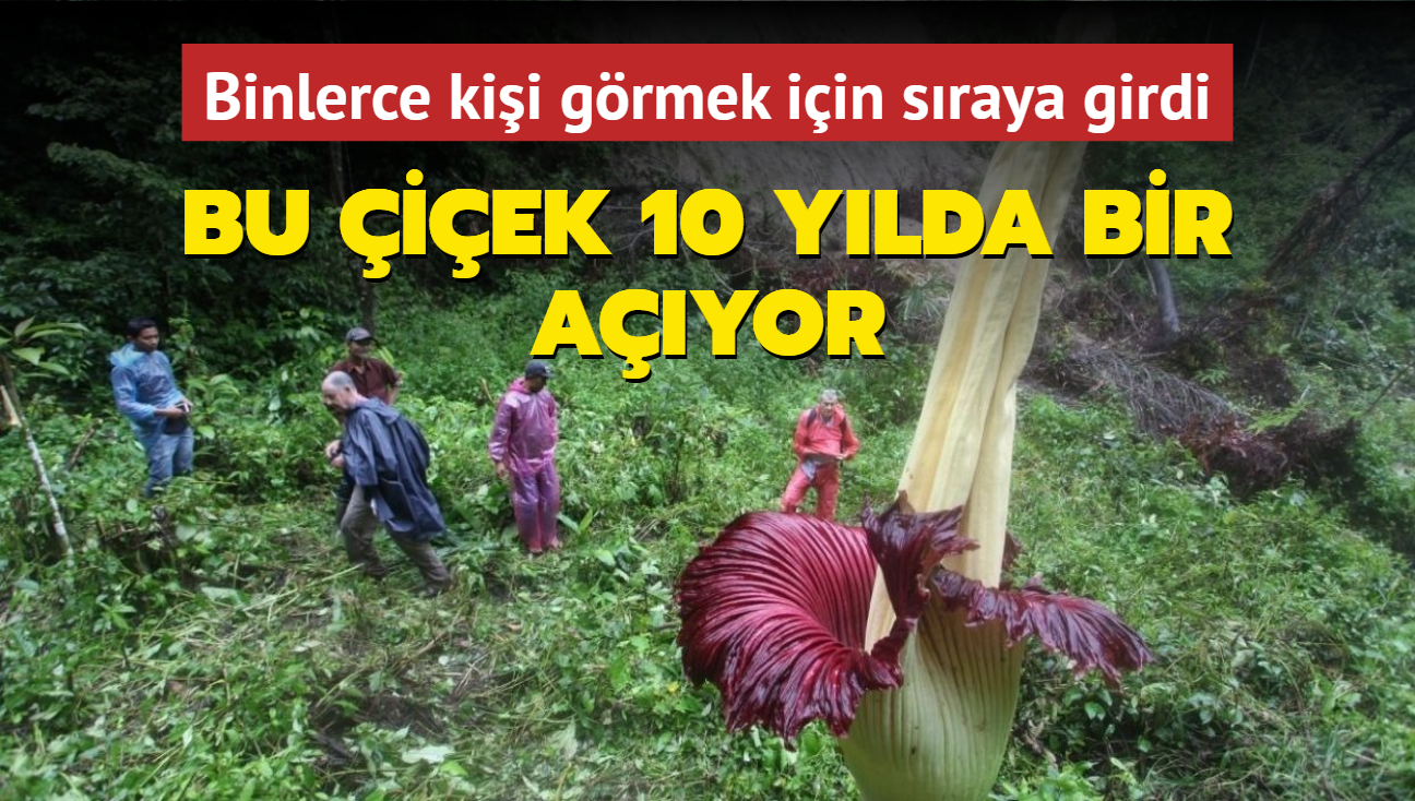 Bu iek 10 ylda bir ayor... Binlerce kii grmek iin sraya girdi