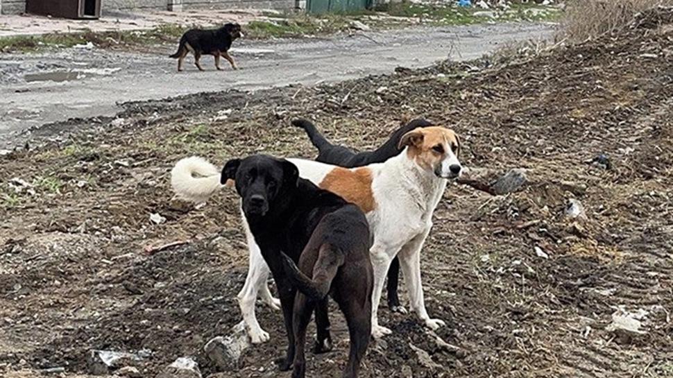 Ordu'da sokak kpekleri deheti: Sabah ve akam saatlerinde yollarda yrnmyor