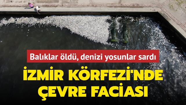 zmir Krfezi'nde evre facias... Balklar ld, denizi yosunlar sard