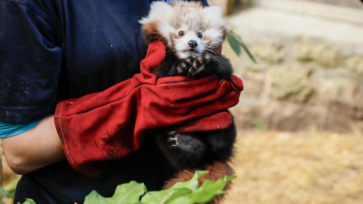 Korkudan d patlayan panda yavrusu hayatn kaybetti