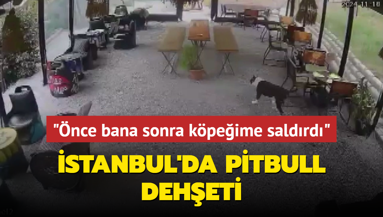 stanbul'da pitbull deheti... "nce bana sonra kpeime saldrd"