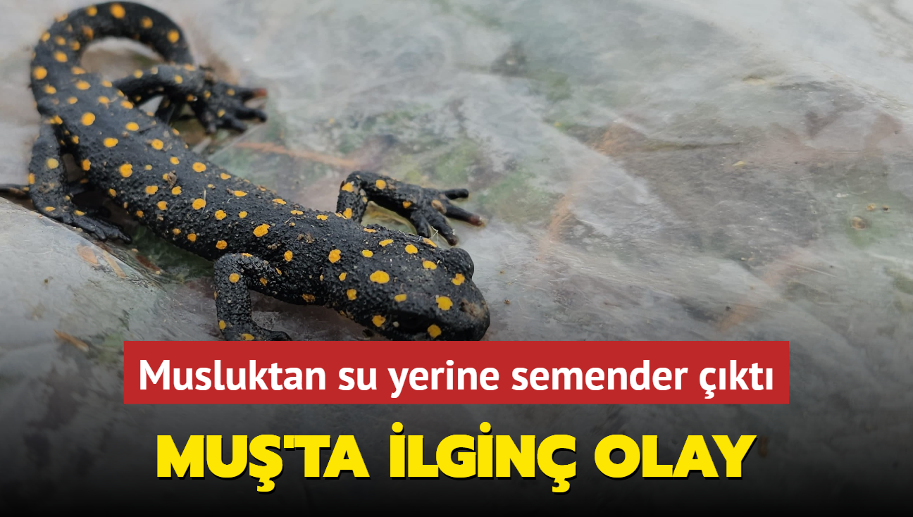 Mu'ta ilgin olay... Musluktan su yerine semender kt