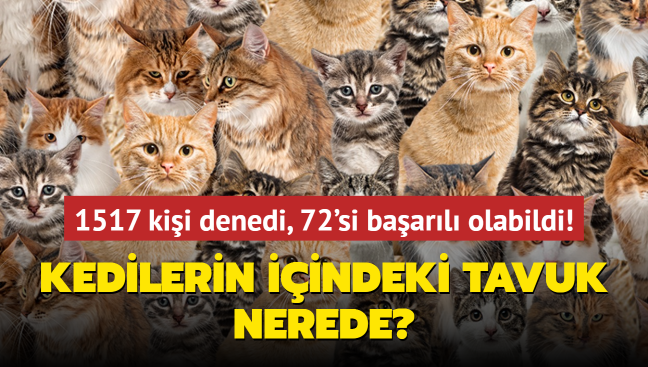 Zeka testi: Kedilerin iindeki tavuk nerede" 1517 kii denedi, sadece 72'si baarl olabildi