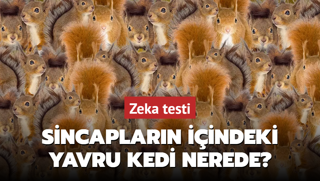 Zeka testi: Sincaplarn iindeki yavru kedi nerede" 100 kii denedi, sadece 12'si 8 saniyede bulabildi!