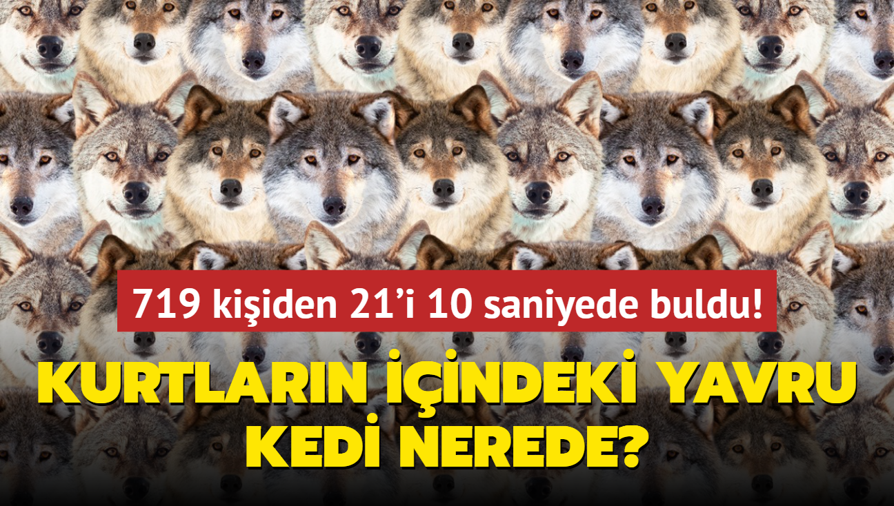 Zeka testi: ok kurt, tek yavru kedi var! 719 kiiden 21'i 10 saniyede buldu, kedi nerede"