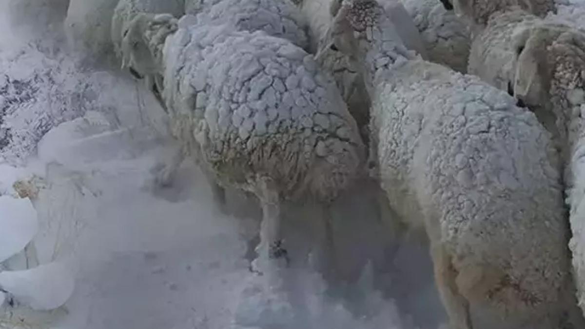 Kar ya ve tipiye yakalandlar: Onlarca koyun donarak ld