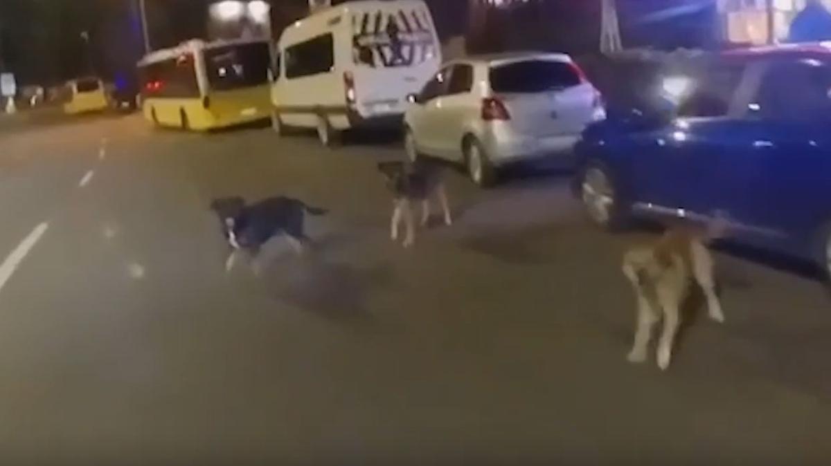 Saryer'de babo kpek deheti... Motosikletli src bacandan yaraland