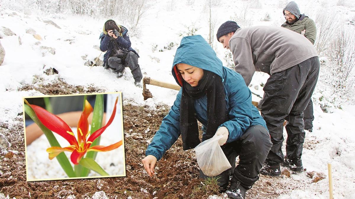 132 yl sonra evinde kk salacak! Sar lale ana vatannda