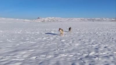 Vahi kurtlar byle besledi... Sivas'ta belgeselleri aratmayan grntler