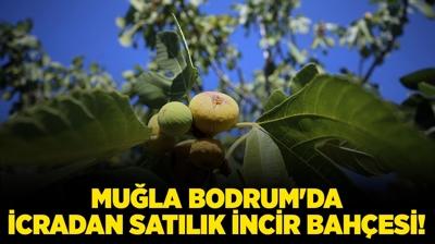 Mula Bodrum'da icradan satlk incir bahesi!