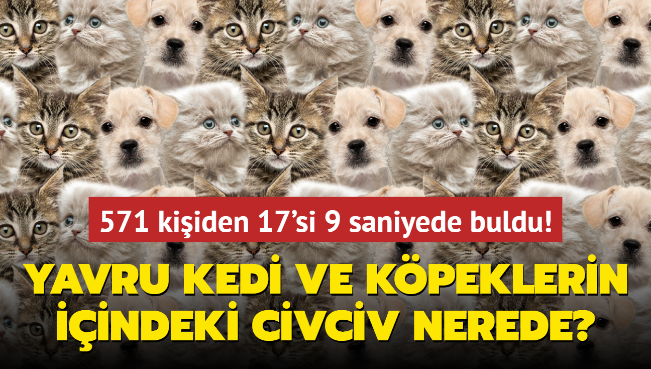 Zeka testi: Yavru kedi ve kpeklerin iindeki civciv nerede" 571 kiiden 17'si 9 saniyede buldu