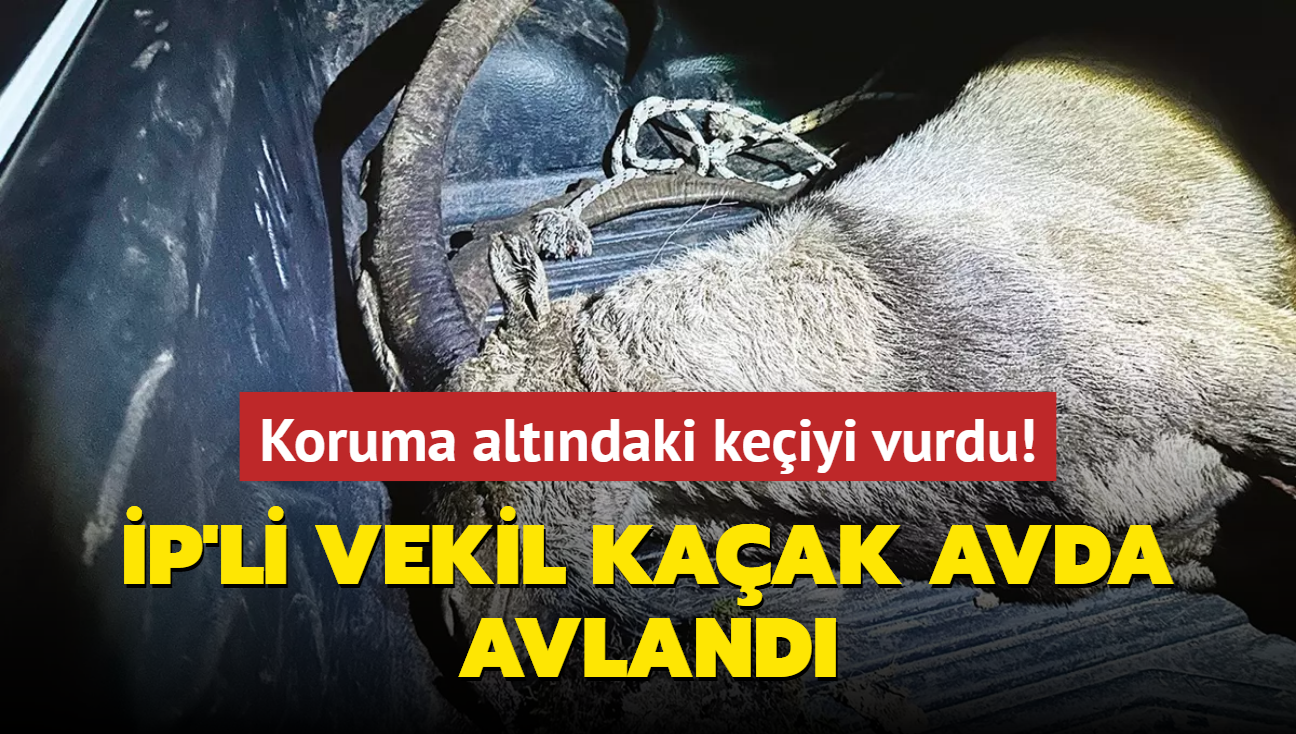 Koruma altndaki keiyi vurdu! P'li vekil kaak avda avland