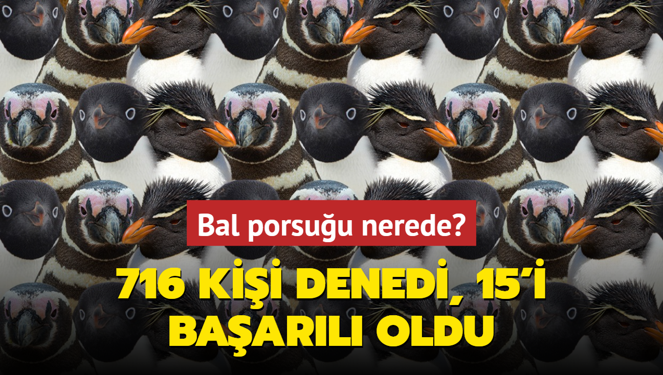 Zeka testi: Penguenlerin iindeki bal porsuu nerede" 716 kii denedi, 15'i baarl oldu