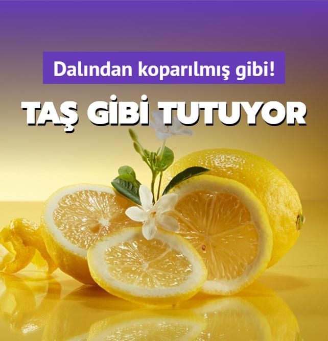 Limonlarn rmesine engel oluyor! Haftalarca limonlar ta gibi tutan yntem