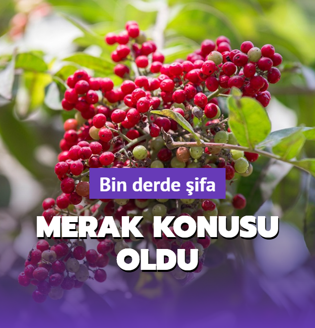 Pembe biber MasterChef'te merak konusu oldu! Pembe biber bak�n neye iyi geliyor?