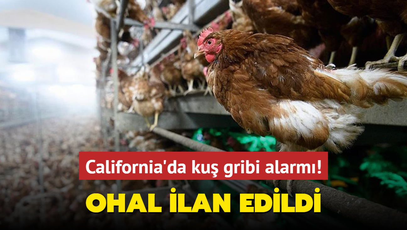 OHAL ilan edildi... California'da ku gribi alarm!