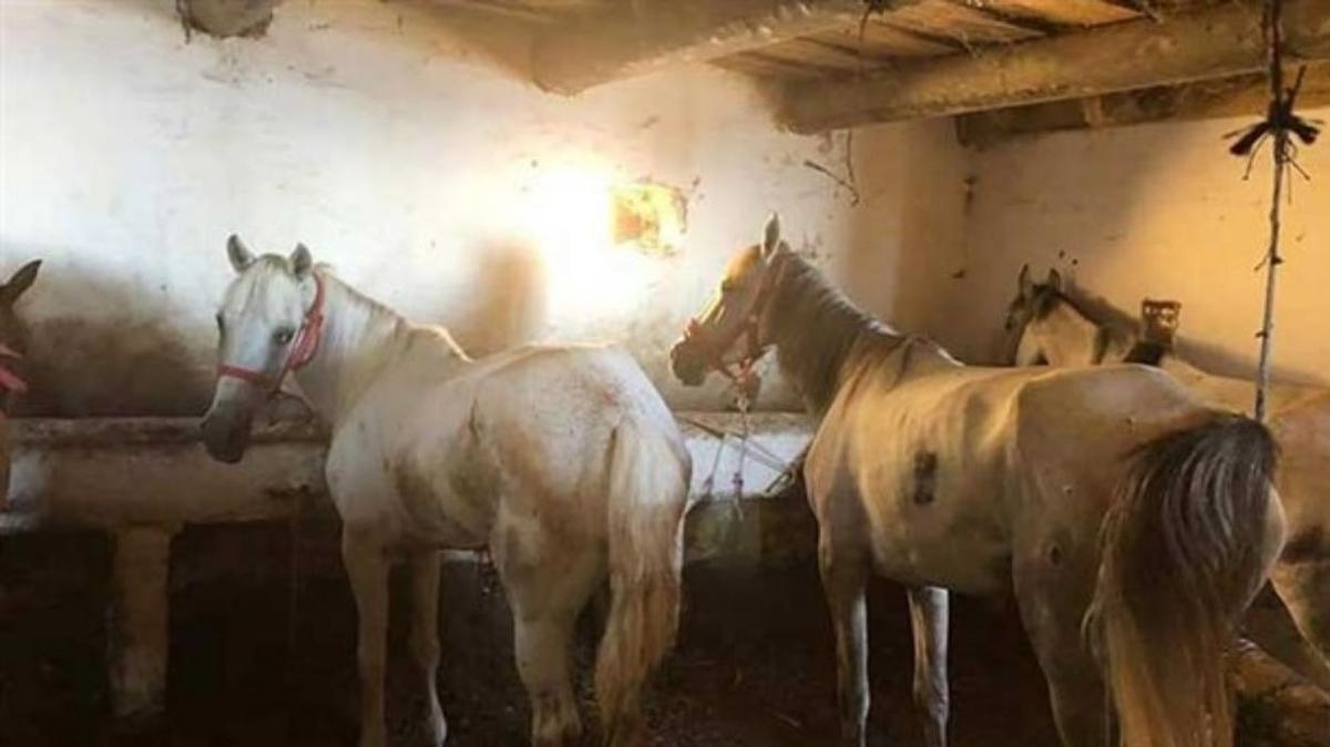 BB'nin 'Atlar kurtardk' yalan! 1600 tane at bakmszlktan ldrdler