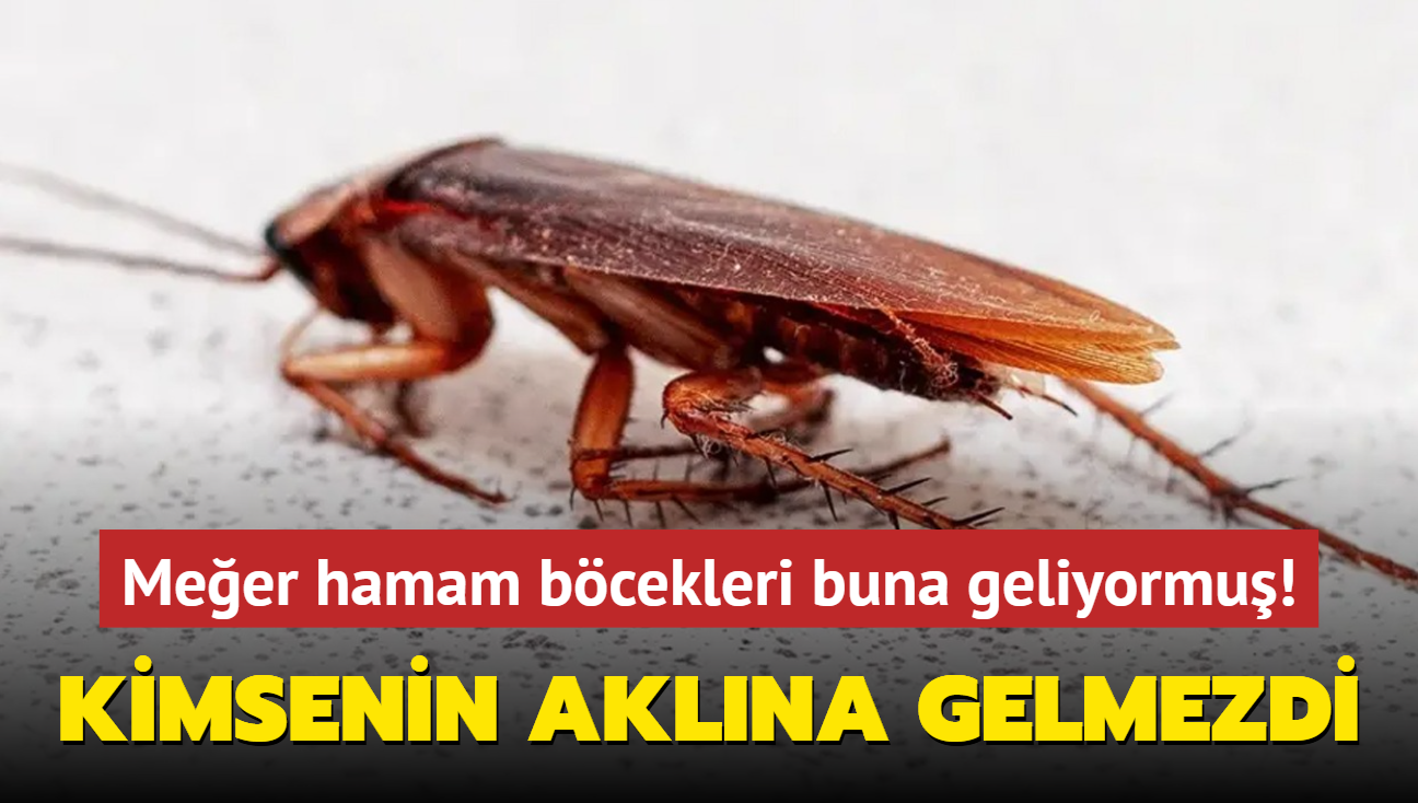 Kimsenin aklna gelmezdi! Meer hamam bcekleri buna geliyormu