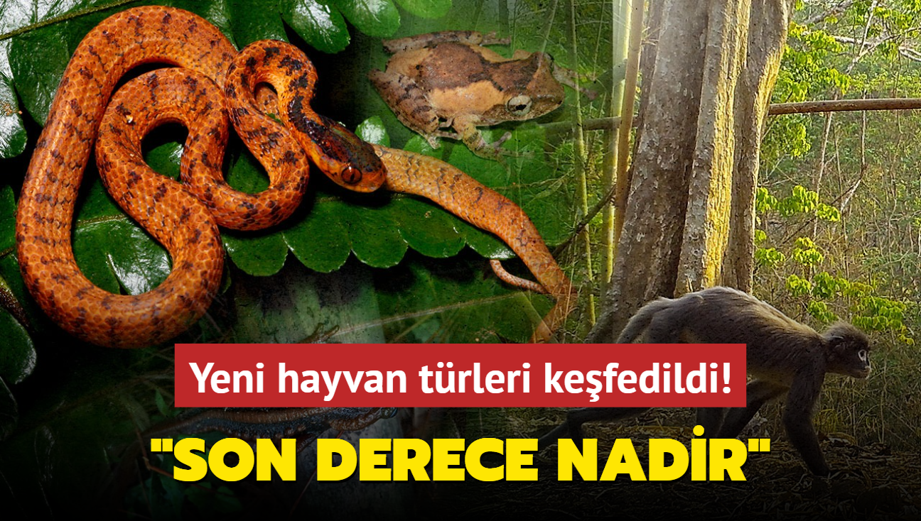 Yeni hayvan trleri kefedildi... "Son derece nadir"