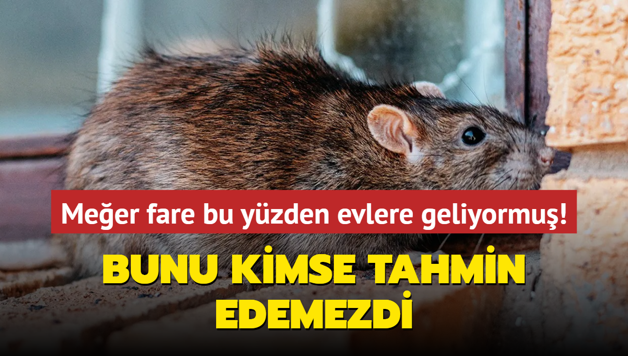 Bunu kimse tahmin edemezdi! Meer fare bu yzden evlere geliyormu