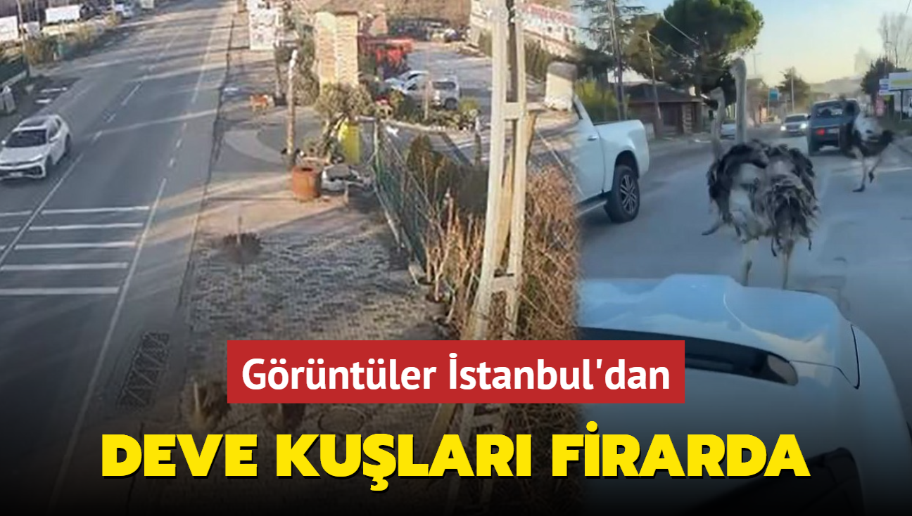 Deve kular firarda! Grntler stanbul'dan: Mahalleyi birbirine kattlar