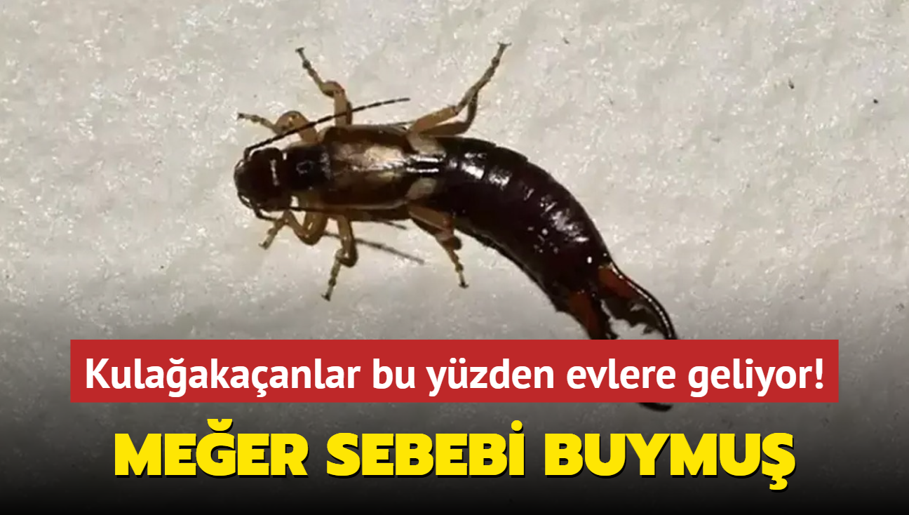 Kulaakaan bcekleri bu yzden evlere geliyor! Kimsenin aklna gelmezdi, meer sebebi buymu...