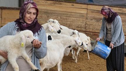 20 koyunu vard imdi 400 koyuna bakyor! Devlet hibesiyle giriimci oldu