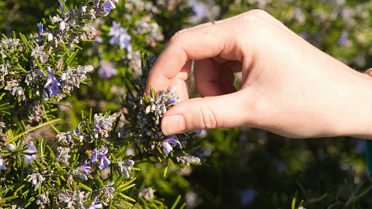 Bir tutam yetiyor: Dedii yerden sa fkryor! 1 ayda 5 cm sa uzama garantili