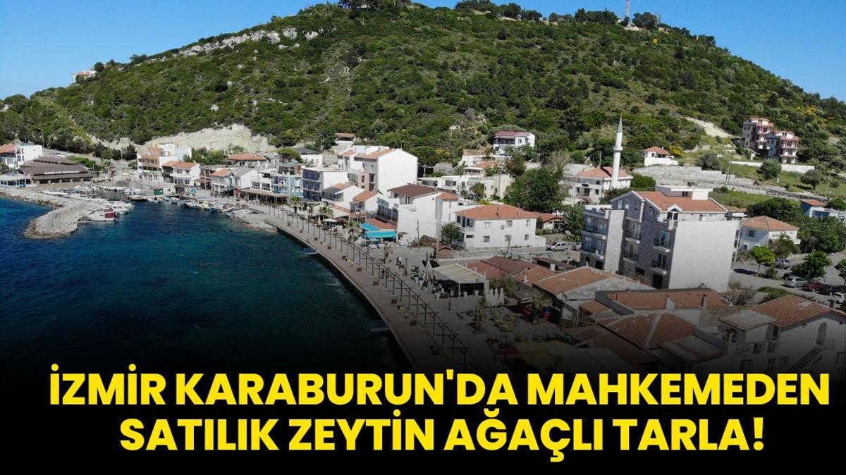 zmir Karaburun'da mahkemeden satlk zeytin aal tarla!