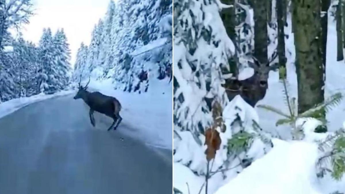 bolu kzl geyik doa abant gl milli park fotoraflar resimleri