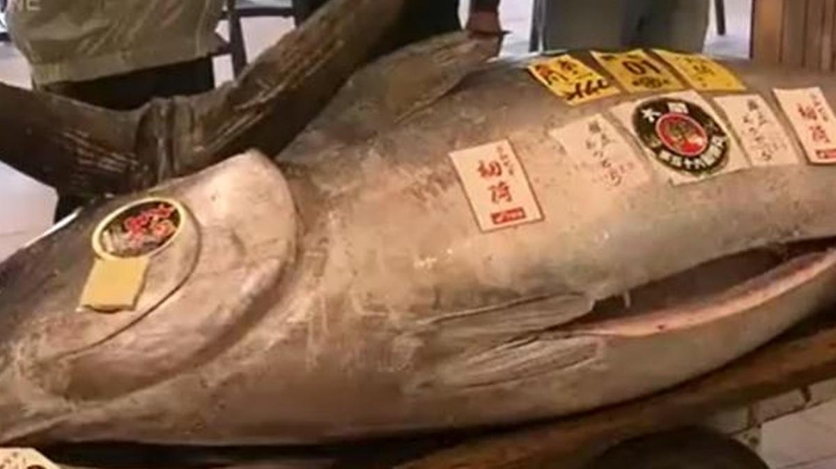 276 kiloluk orkinos rekor fiyata satld