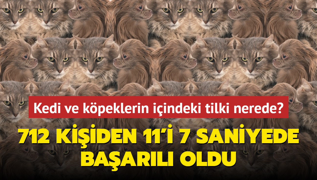 Zeka testi: Kedi ve kpeklerin iindeki tilki nerede" 712 kiiden 7 saniyede 11'i baarl oldu