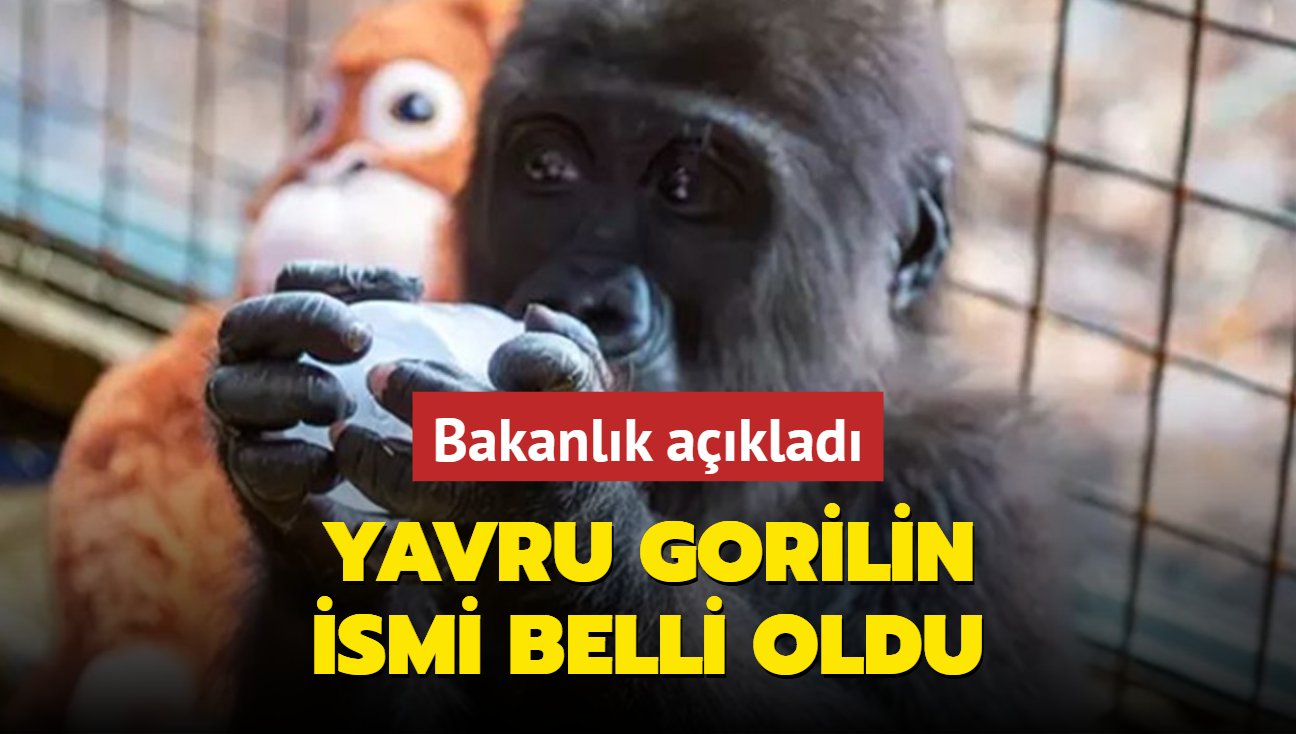 Bakanlk aklad: Yavru gorilin ismi belli oldu