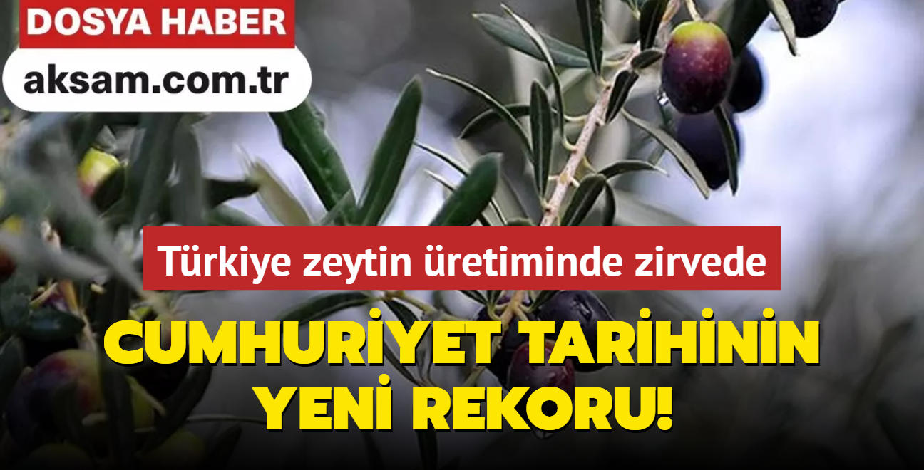 Trkiye zeytin retiminde zirveye oturdu Cumhuriyet tarihinin yeni rekoru!