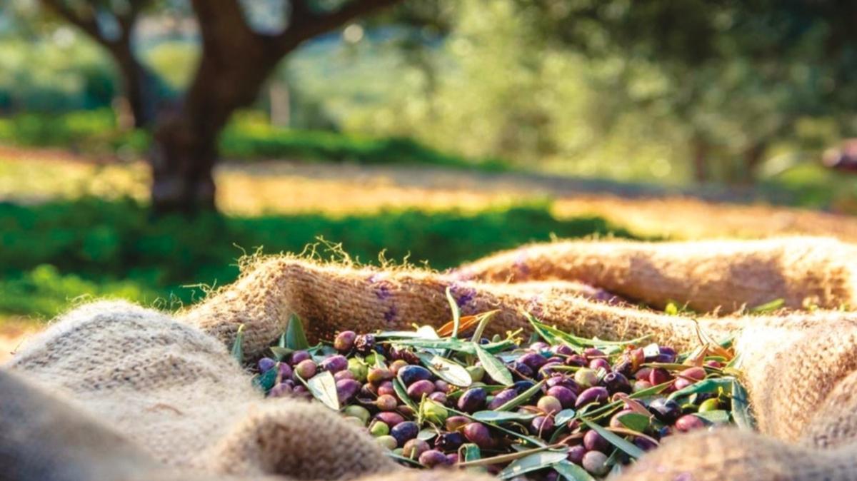 Zeytin retiminde tm zamanlarn rekoru