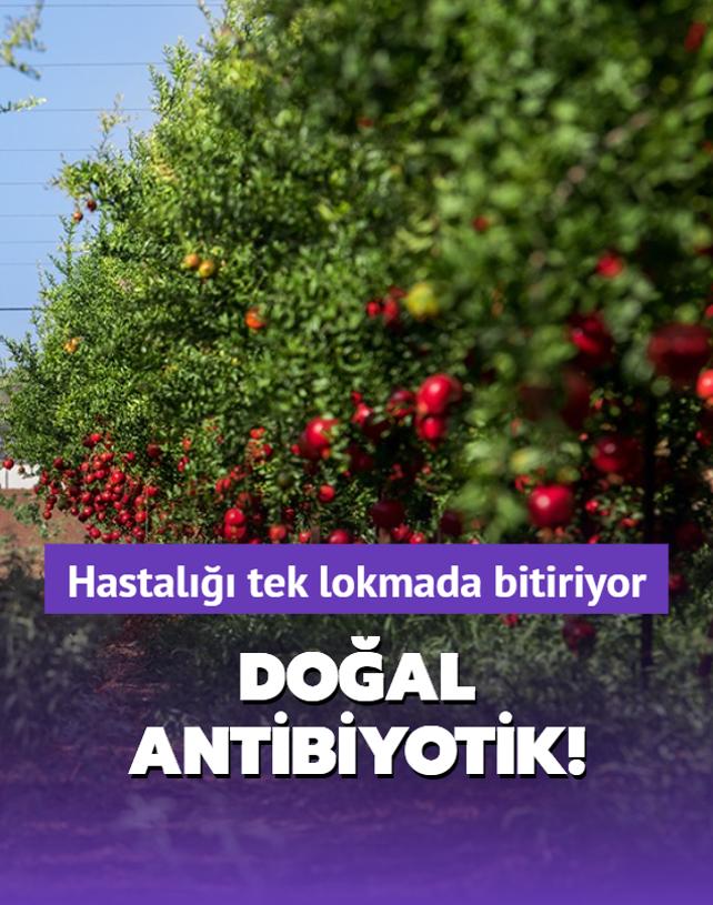 Siirtlilerin doal antibiyotii! Kilosu 30 lira, souk algnln annda bitiriyor