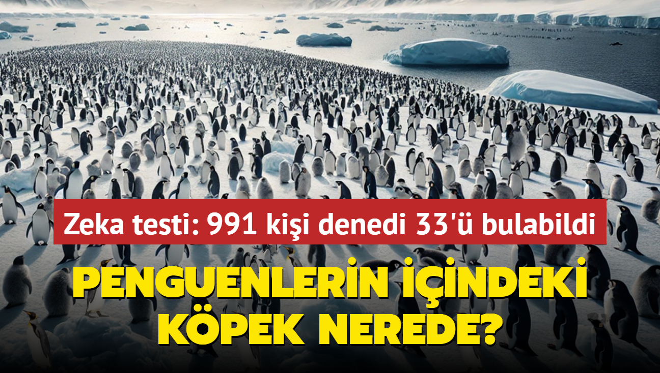 Zeka testi: Penguenlerin iindeki kpek nerede" 991 kii denedi 33' bulabildi...