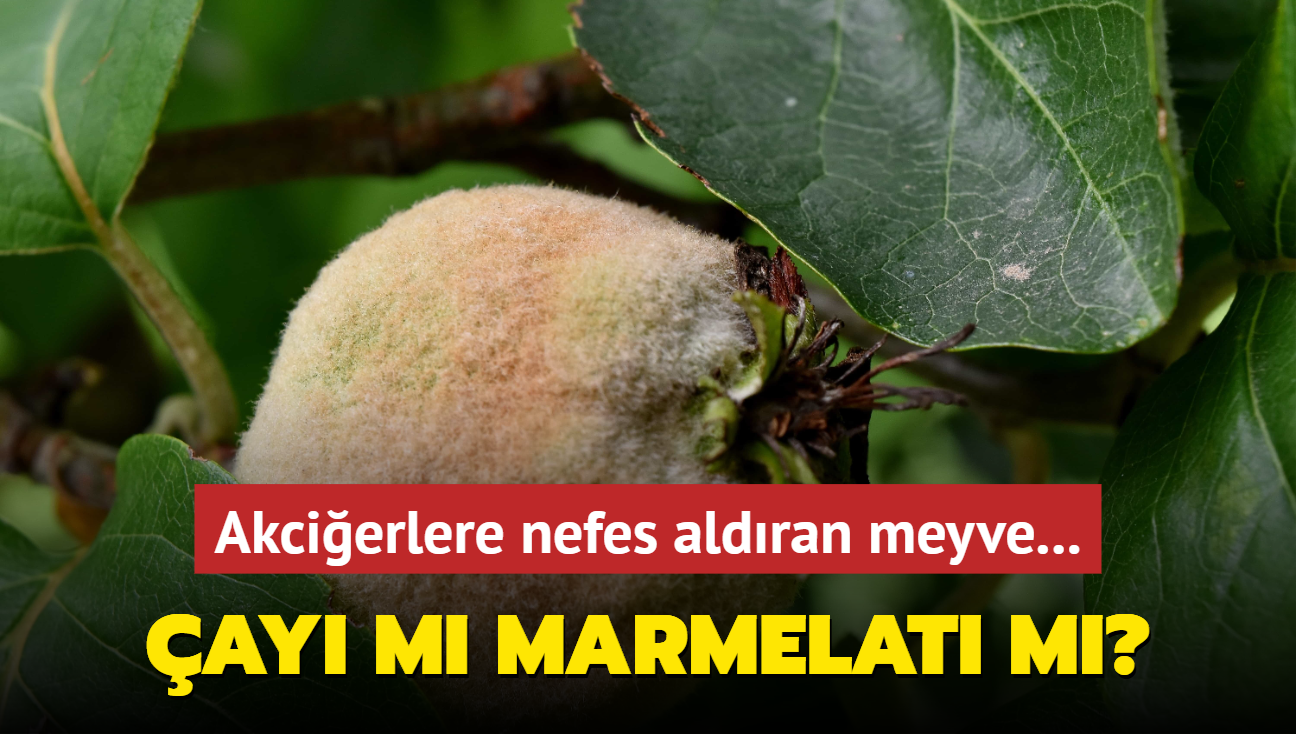 ay m marmelat m" Akcierlere nefes aldran meyve... Kn astm hastalarna neriliyor