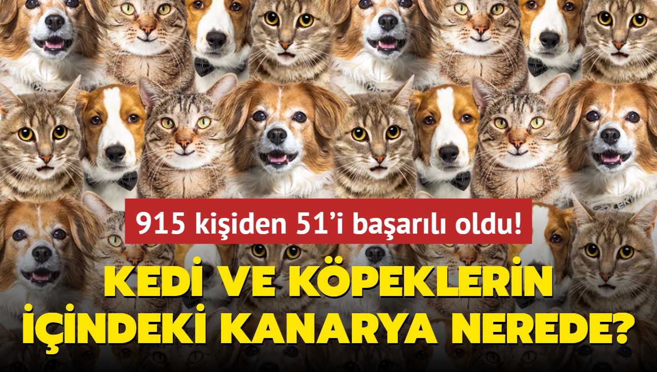 Zeka testi: Kedi ve kpeklerin iinde saklanan kanarya nerede" 915 kiiden 51'i baarl oldu