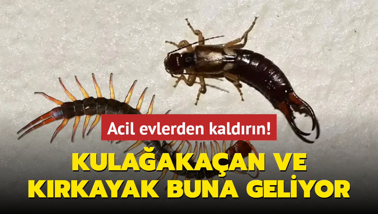 Meer krkayak ve kulaakaan bcekleri buna geliyormu! Acil evlerden kaldrn