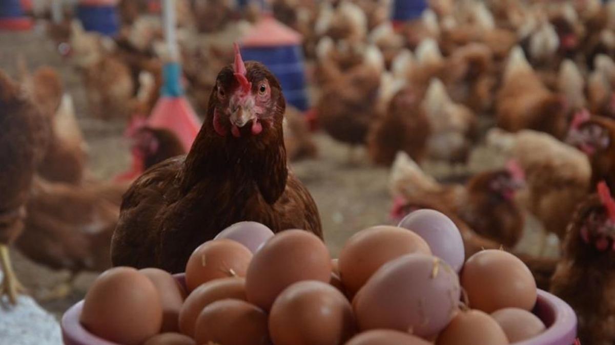 Tavuk eti ve yumurtadaki tehlike aratrlyor; ciere ve kalbe kadar inebiliyor