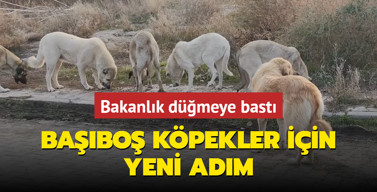 Bakanlk dmeye bast... Babo sokak kpekleri iin yeni adm