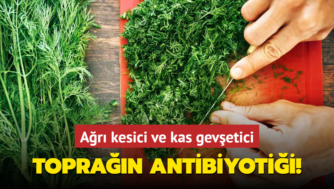 Topran antibiyotii! Ar kesici ve kas gevetici: Yourda katan yaad