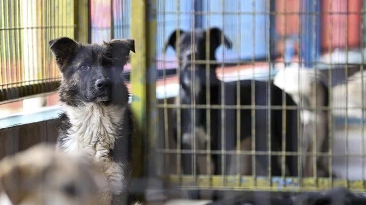 Bakanlk 81 ile talimat gnderdi: Sahipsiz her bir hayvan iin belediyelere ceza kesilecek